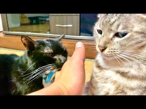 喧嘩している猫を止めてみると。。