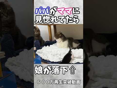 ㊗️600万再生❗️猫生の終わりを悟ったパパ猫の動きに爆笑