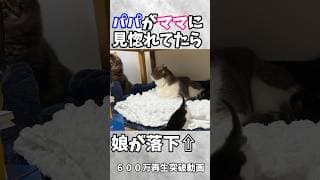 ㊗️600万再生❗️猫生の終わりを悟ったパパ猫の動きに爆笑