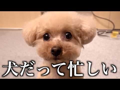 毎日を全力で生きてる甘えん坊トイプードルのリアルな1週間。
