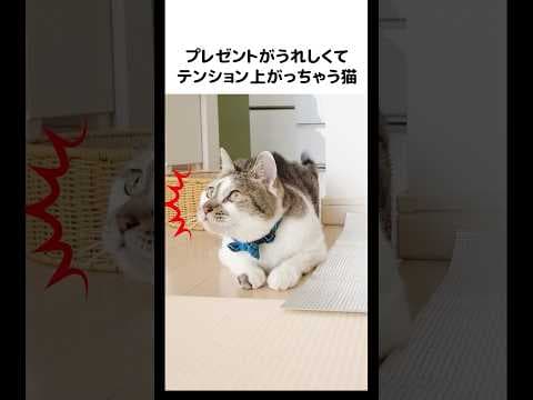 開ける前からはしゃいでるのかわいい☺️💕 #元野良猫のささみとホルン #ねこ #ネコ