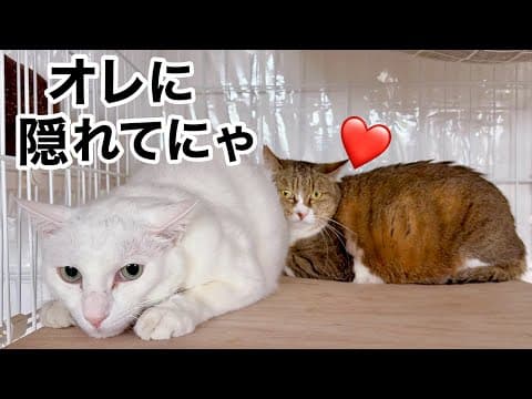 怖くても…俺が守る!! 女子猫をかばうボス猫がイケメンすぎた‼︎