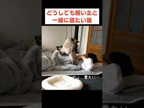 朝、猫が布団に入ってきてくれる幸せ