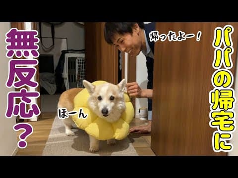 【切ない現実】大好きなパパが出張から帰宅...まさかの塩対応！？