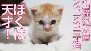 出遅れミニミニ子猫、天才に覚醒する The youngest-kitty's special skill