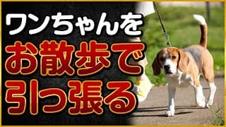 ワンちゃんがお散歩で引っ張る