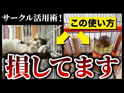 【知らなきゃ損】使わなくなったサークルのリメイク方法！しつけでも使える！プロ直伝の猫サークル活用術！