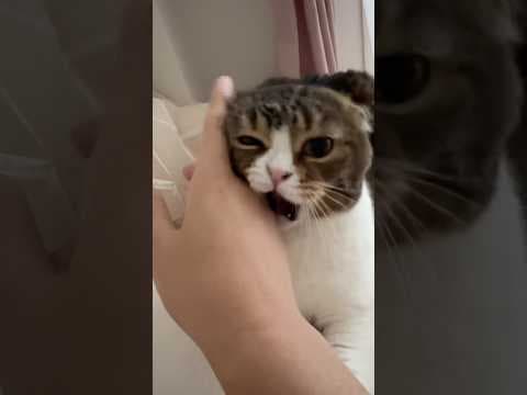 めちゃくちゃ噛んでくる #shorts  #猫のいる暮らし