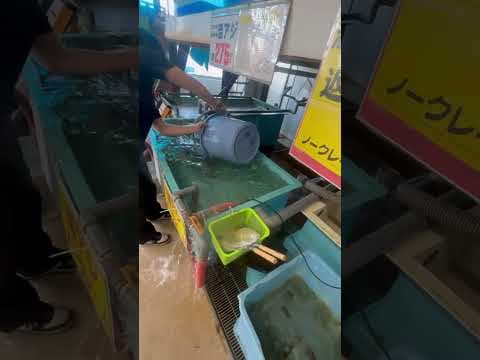 2025年6月18日水曜日、アオリイカ釣用活アジ入荷しました。来週も入荷する予定です。最後に3キロ釣りましょう。