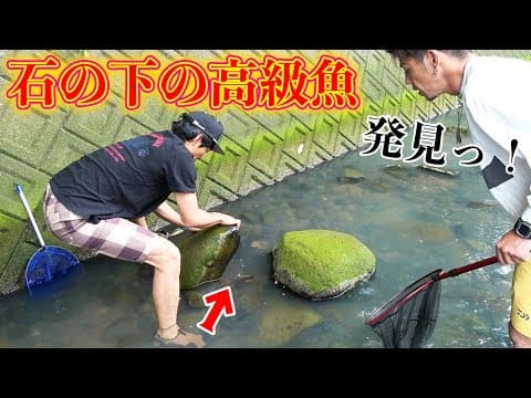石をひっくり返すだけで次々に高級魚が獲れた！