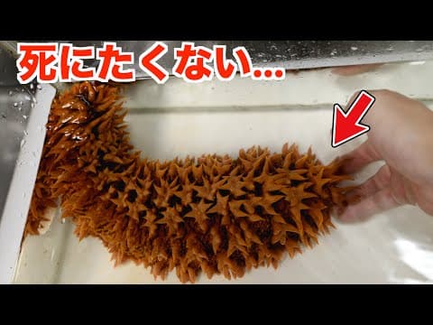 スーパー出禁の化け物を捌いたら中からヤバすぎる寄生生物が。。。