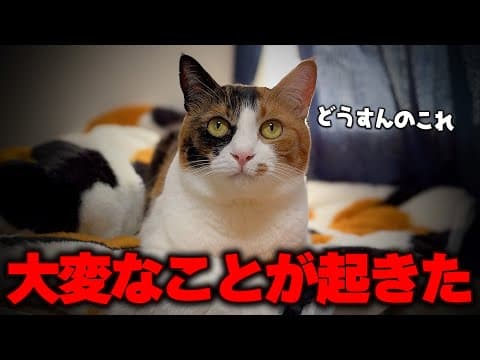 【緊急事態】朝起きたら部屋に大変なことが起きていました…。