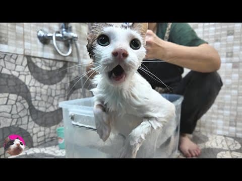 【閲覧注意】ノミ発見！猫を乳酸菌のお風呂に入れたら気持ち良すぎて動かなくなりました...