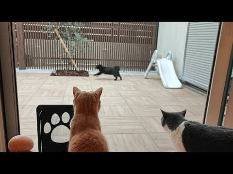 自由に遊べるキャティオで走り回る猫が可愛すぎた