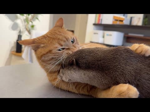 カワウソと猫が同じタイミングで寝始めた！ The otter and the cat started sleeping at the same time!