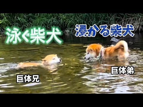 実力の差を見せつけてくる柴犬巨体兄弟の今年初泳ぎです＾＾