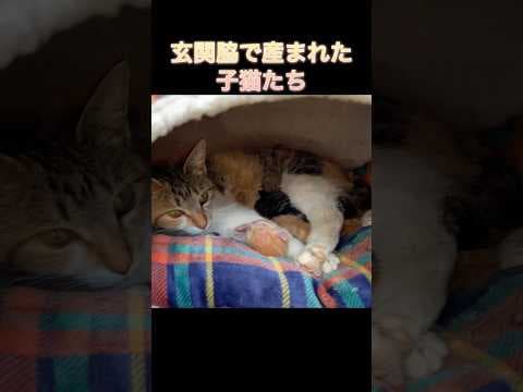 【守ってくれたママ猫のために子猫たちができること】#shorts #cat#ねこ #保護猫#ちゃちゃまる日記