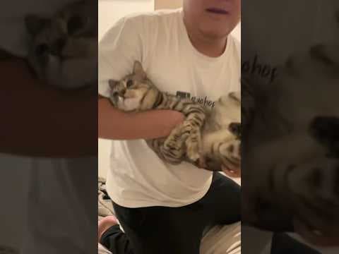 猫はどんな格好で落としても綺麗に着地するらしい　 #ルトロゼ #cat #ベンガル