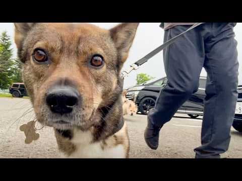 子犬に会いに行きます