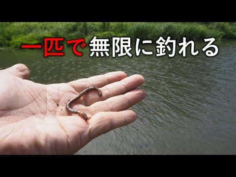 ミミズ一匹で無限に釣れる！超高級魚をいっぱい釣る方法はコレだ！