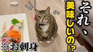 23歳一人暮らし。猫だと思って保護したらアザラシだったしゴキブリは出るし勘弁してほしん♡