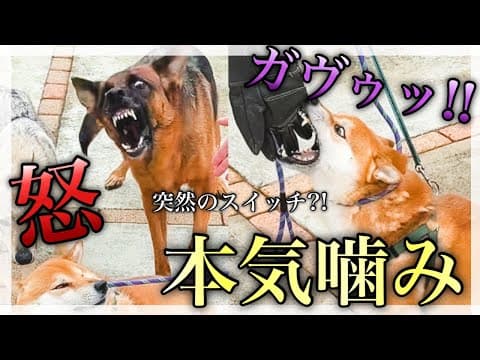 【本気噛み】断られやすい柴犬…叱らずオヤツ使わずトレーニング！【Dog Libre】