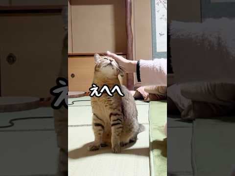 何をしても「上手」と褒められ続けた元野良猫はこうなる #野良猫 #芸人 #猫ッチョファミリー