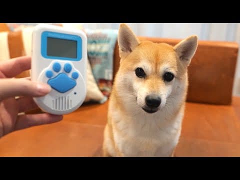 犬用の翻訳機を使って柴犬と会話し始める飼い主