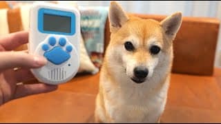 犬用の翻訳機を使って柴犬と会話し始める飼い主