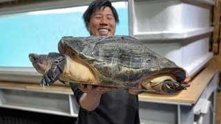 １匹８８万！超希少な巨大亀、ボルネオカワガメをお迎えしました