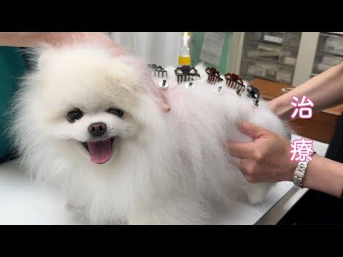 【闘病】アロペシアXの治療が始まりました