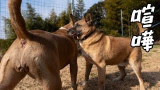 【犬の喧嘩】突然やって来た悲劇！どうするべきか？