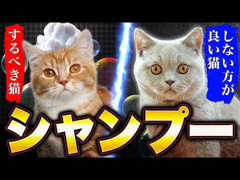 「シャンプーをするべき猫」と「絶対しない方が良い猫」プロが徹底解説します！
