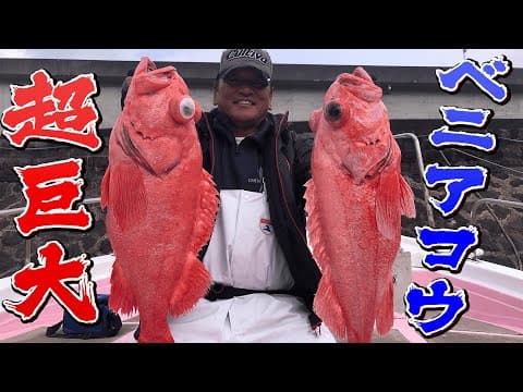 【貴重】深海の宝石ベニアコウを1日で3本釣り上げる？！