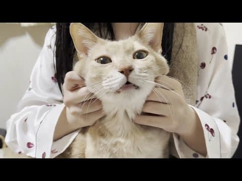 風呂上がりの娘に甘えているのを邪魔されるとすぐにへそを曲げる猫