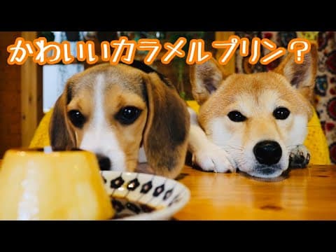 内容が全然入ってこない濃厚カスタードプリンの作り方【柴犬と弟子が可愛すぎて】How to Make Custard Pudding