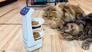 配膳ロボットで猫のご飯を届けるとこうなります