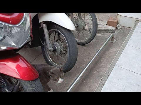そろりと歩く猫の後を追う
