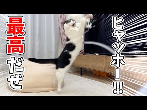 猫が暇そうだったので、久しぶりにオモチャを出したら大変なことになったw