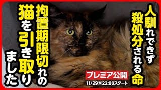 【野良猫 保護】期限を切られた命...うずらちゃんにソックリな猫さんを引き取りました