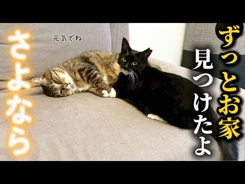 【新しいお家へ】7ヶ月半預かったシャーシャー威嚇猫と遂にお別れする事になりました