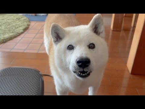 物凄く食欲ある柴犬と飯守るのが趣味のサモエド