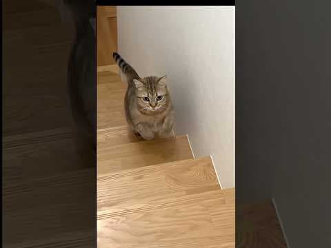 名前を呼んだら、うにゃにゃ鳴きながら猫が突撃してきた…！#ポムしま