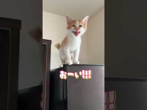 高い所から降りられなくなった子猫  #猫 #cat  #shorts