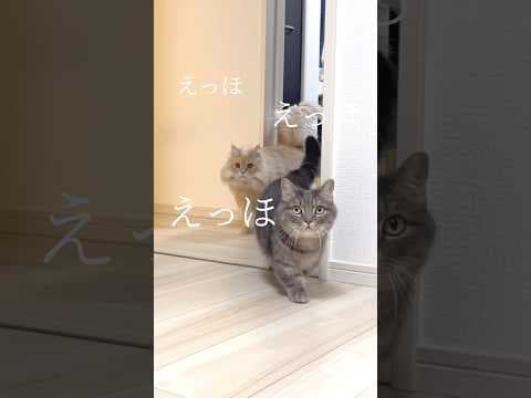 猫たちが大切なことを伝えに行きます #shorts #猫 #猫のいる暮らし