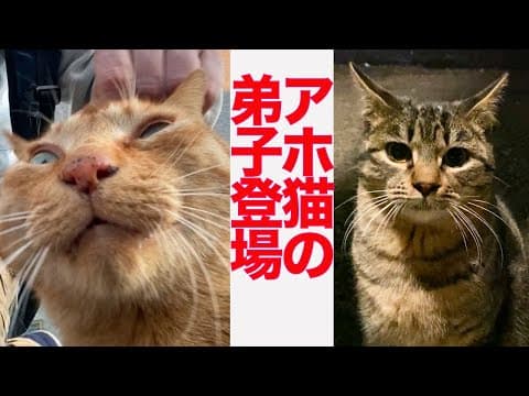 パワーからあげアホ猫、子猫がまさかの弟子入り The stray cats' apprentice