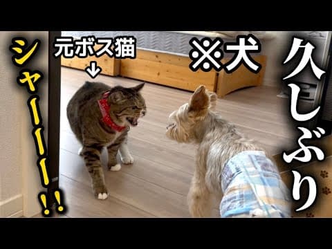 【緊急事態】急遽我が家に犬がやってきて大変なことになりました