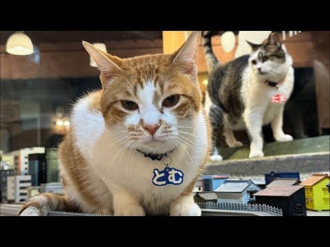 4月最後の生配信！Last live transmission in April