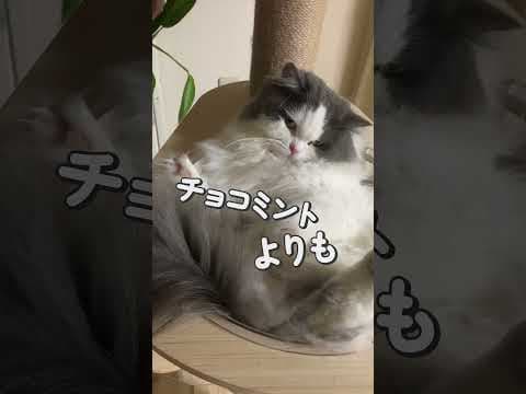 カメラロールのペット動画をテンプレでショートに投稿しよう！#愛スクリーム #猫のいる生活