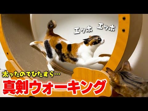 【減量】「ちょっと太ったかも…」三毛猫、真面目にウォーキング始めました。#走りたくはない